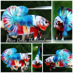 Betta fish HMPK Prince of Emerald Candy