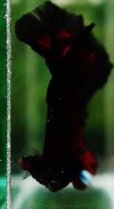 Betta Fish OHM Hell Boy Warrior Sky Hawk Nicebettathailand betta-fish-ohm-hell-boy-warrior-sky-hawk-nicebettathailand