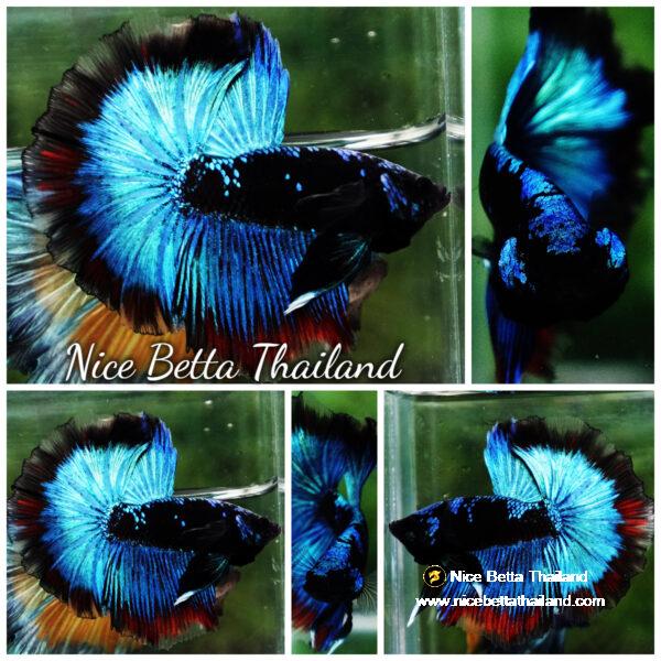 Betta fish OHM The Dark Blue Avatar (Premium)