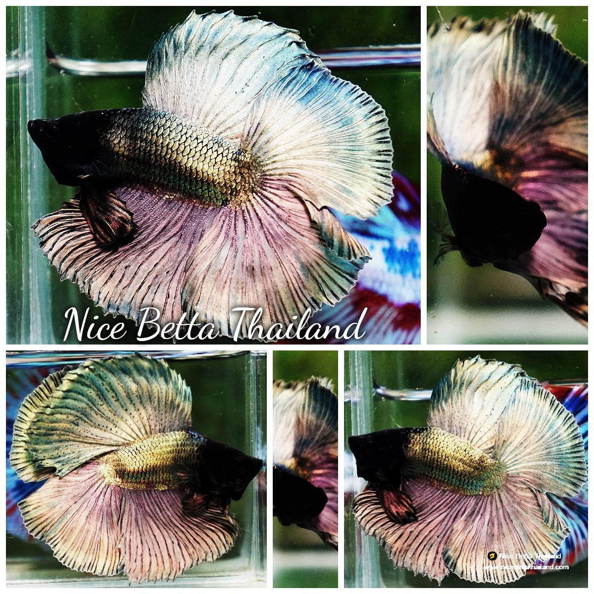 Betta Head Betta fish DTHM Copper Gold Black Head - nicebettathailand.com