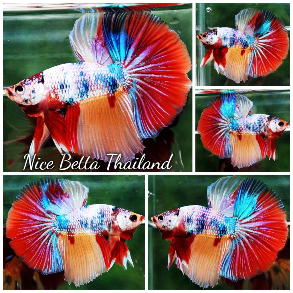 Betta fish HM Fancy Candy Nemo - nicebettathailand.com
