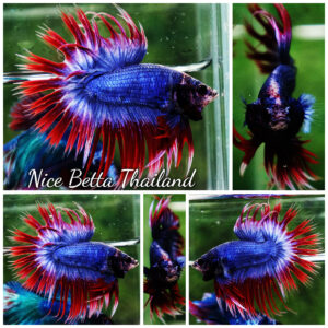 Betta fish CT Thailand Flag Triple Rays