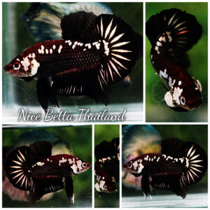 Betta fish HMPK Black Devil Samurai