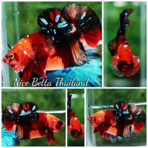 Betta fish HMPK Classic Candy Nemo Star