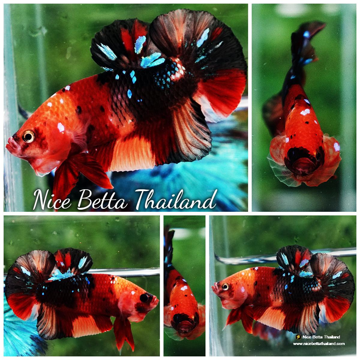 Betta fish HMPK Classic Candy Nemo Star