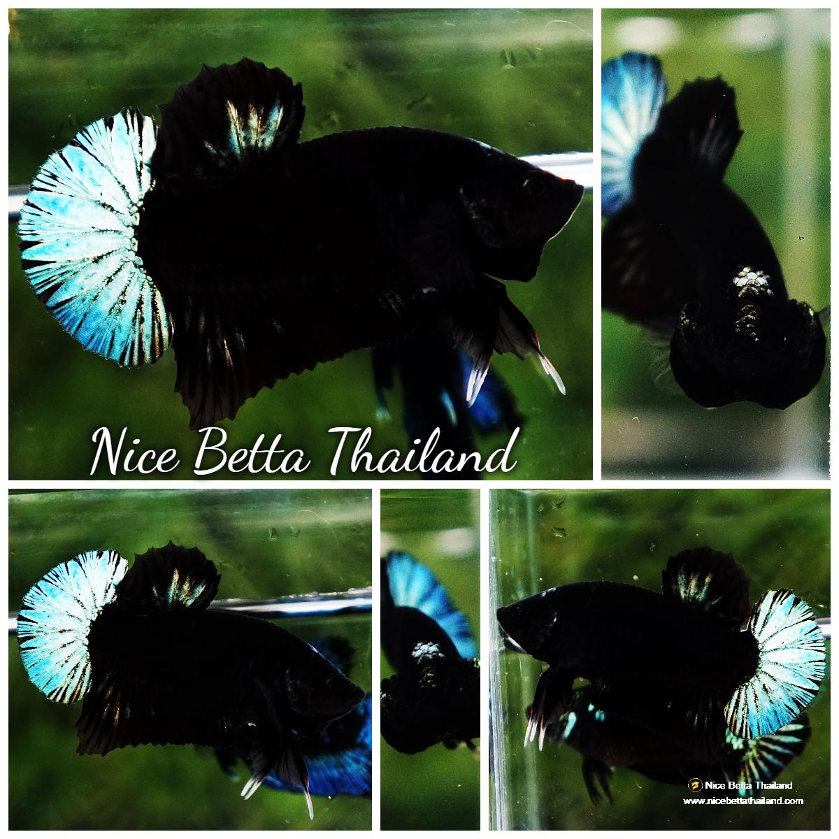 Betta fish HMPK Super Black Hold (Rare)