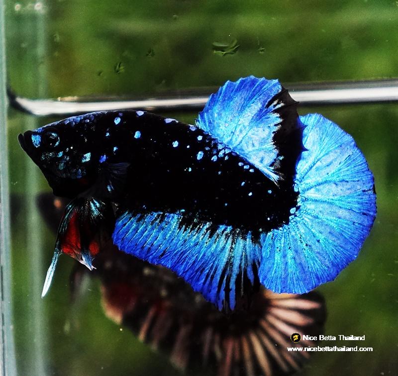 Betta fish HMPK Dark Blue Eyes Avatar