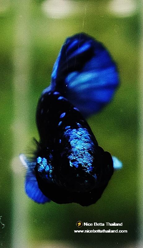 Betta fish HMPK Dark Blue Eyes Avatar