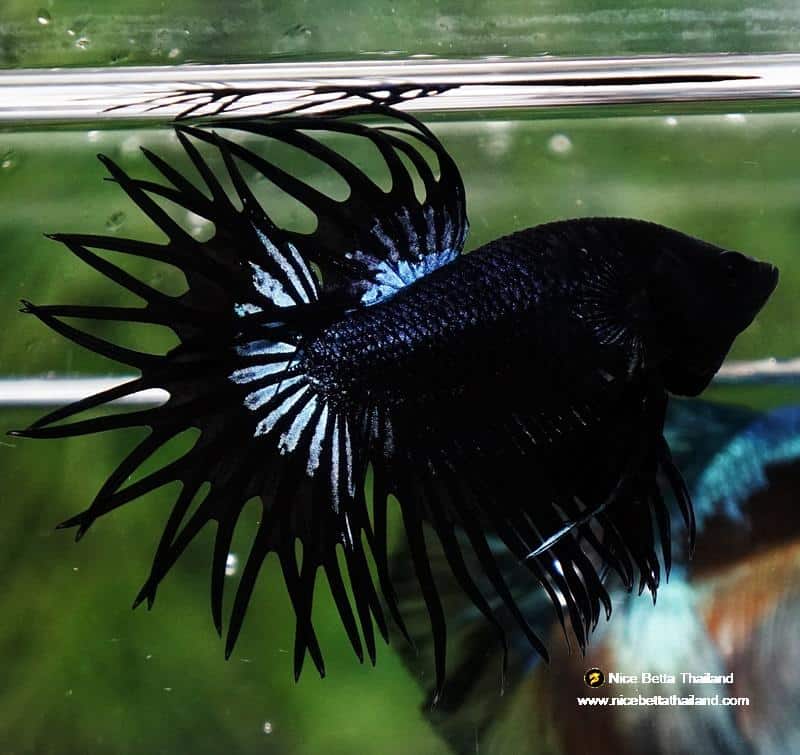 Betta fish CT King Dark Orchid