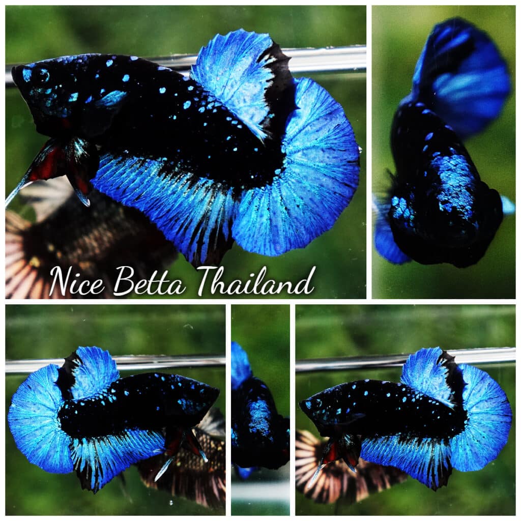 Avatar Betta Fish for Sale - nicebettathailand.com