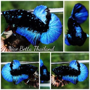 Betta fish HMPK Dark Blue Eyes Avatar