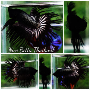 Betta fish CT Dark Black Orchid