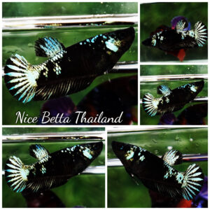 Betta fish Female HMPK Super Black Hole Avatar