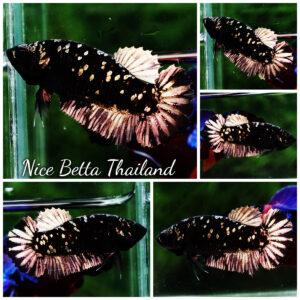 Betta fish HMPK Junior The Dark Nebula (Rare)