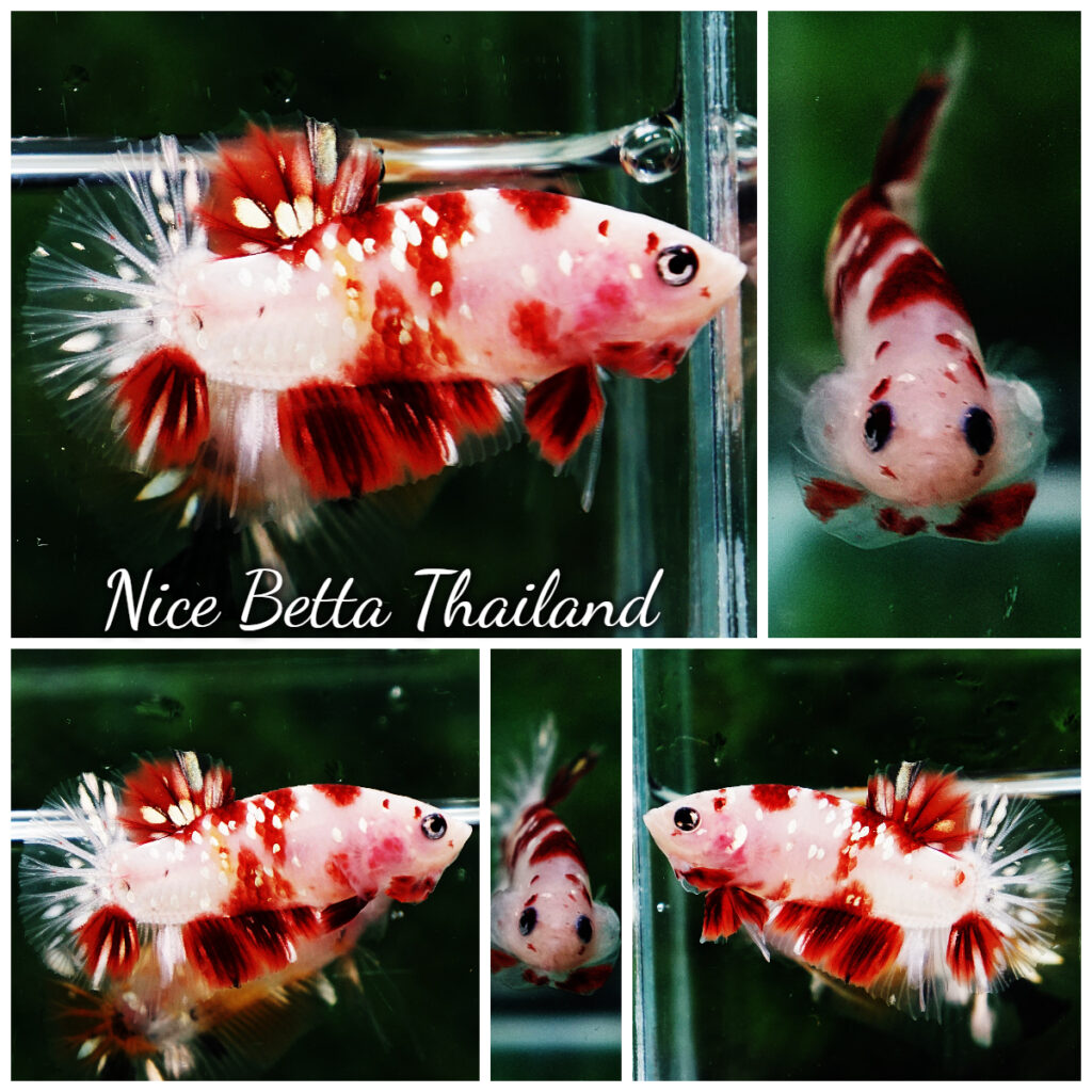 Betta fish HMPK Sparkle Santa Claus Copper Galaxy - nicebettathailand.com