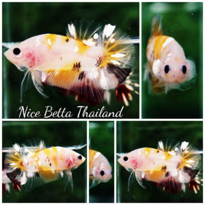 Betta fish HMPK Sparkle Yellow Phoenix Copper