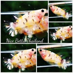 Betta fish Female HMPK Sparkle Yellow Tiger Copper