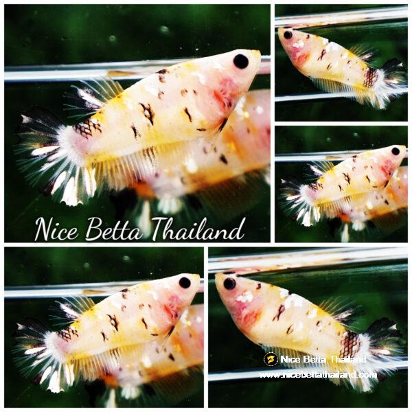 Betta fish Female HMPK Sparkle Yellow Tiger Copper