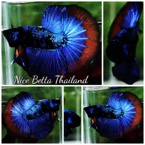 Betta fish HM Dark Blue Avatar Holloween Ring