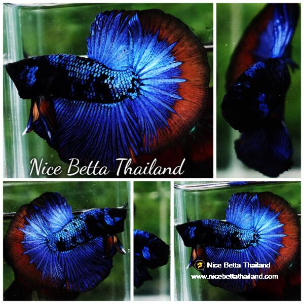 Betta fish HM Dark Blue Avatar Holloween Ring