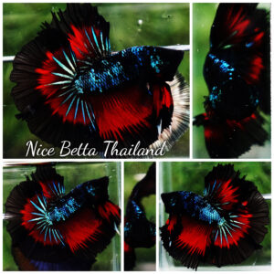 Betta fish OHM Devil Avatar Butterfly Hawk