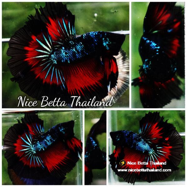Betta fish OHM Devil Avatar Butterfly Hawk