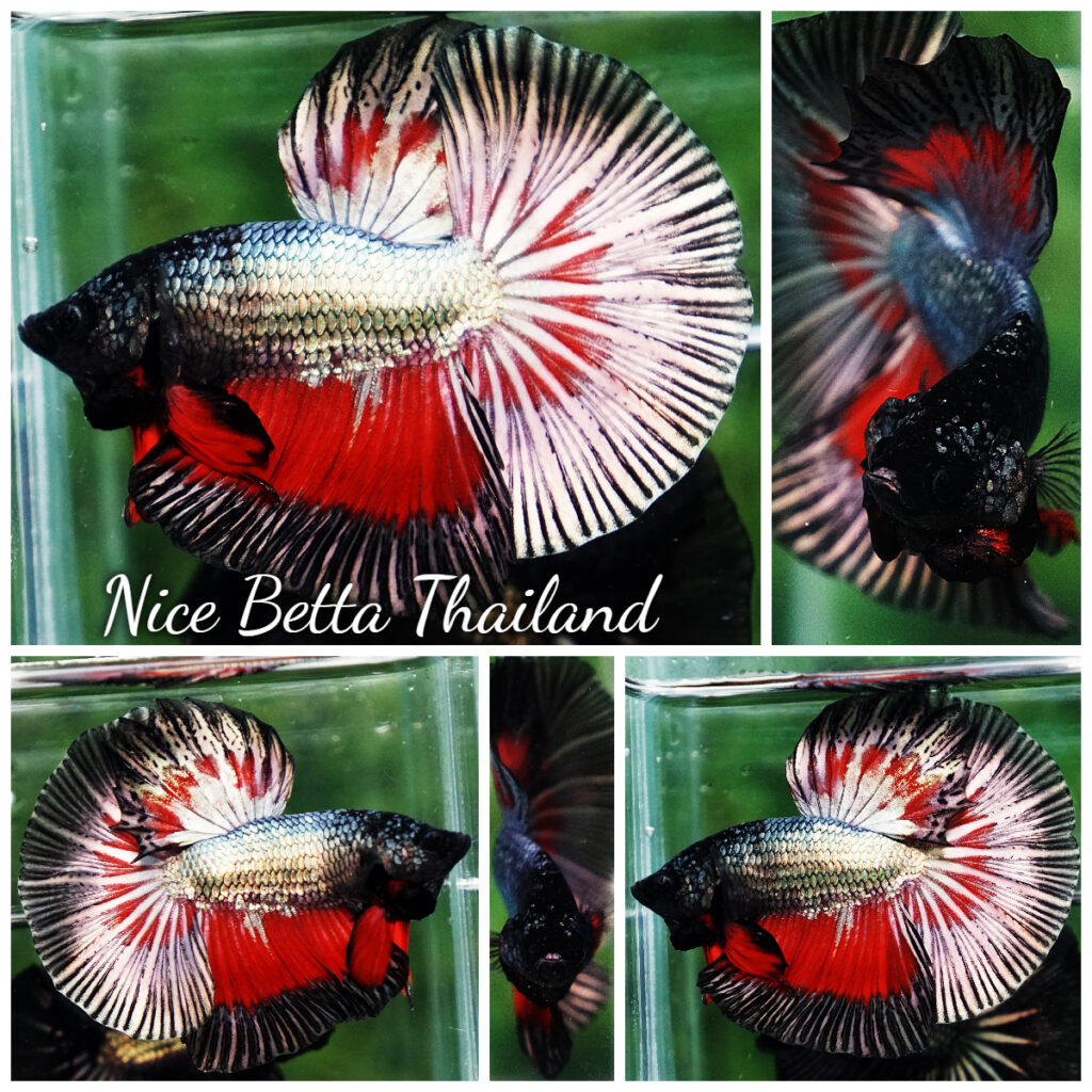 Betta fish HM Hell Copper Butterfly - nicebettathailand.com