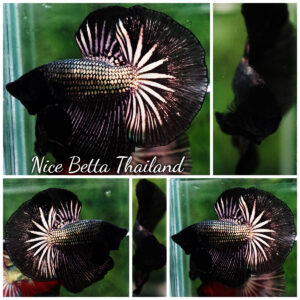 Betta fish OHM Black Copper Dragon
