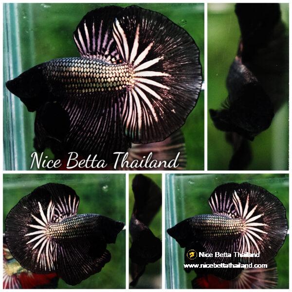 Betta fish OHM Black Copper Dragon