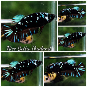 Betta fish Female Queen of Black Star Avatar By Nice Betta Thailand