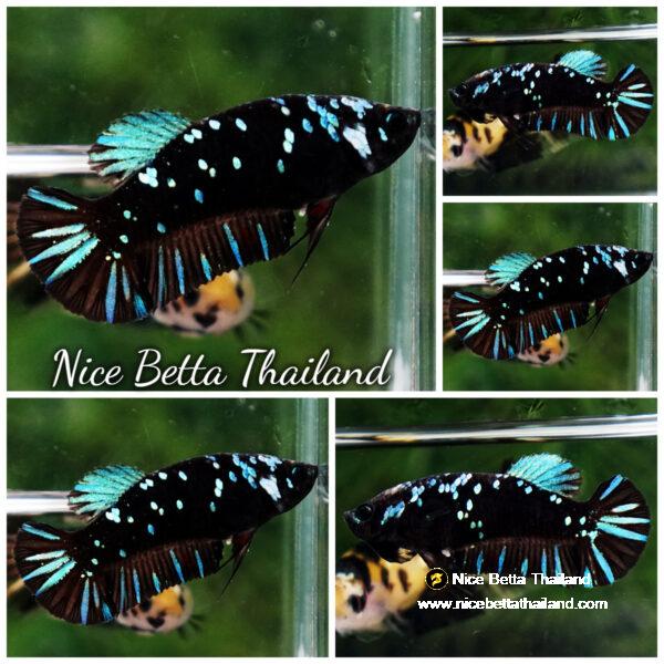 Betta fish Female Queen of Black Star Avatar By Nice Betta Thailand