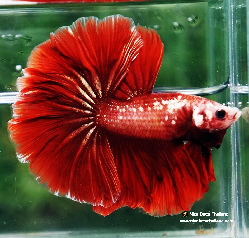 Nice Betta Thailand