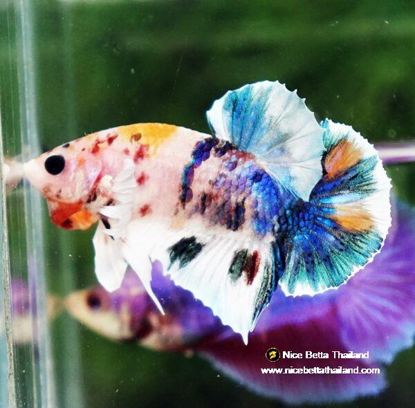 Betta fish HMPK Prince of Candy Yellow base Dumbo by Nice Betta Thailand
