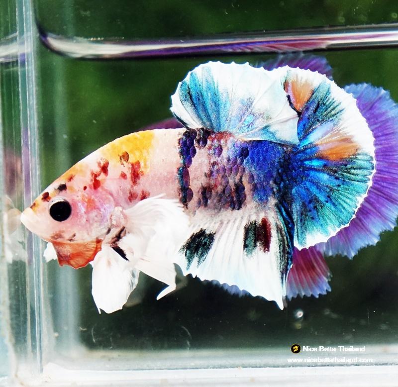 Betta fish HMPK Prince of Candy Yellow base Dumbo by Nice Betta Thailand