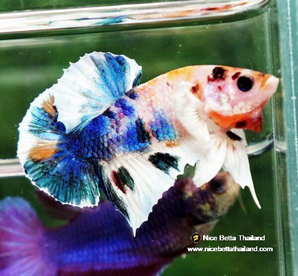 Betta fish HMPK Prince of Candy Yellow base Dumbo by Nice Betta Thailand
