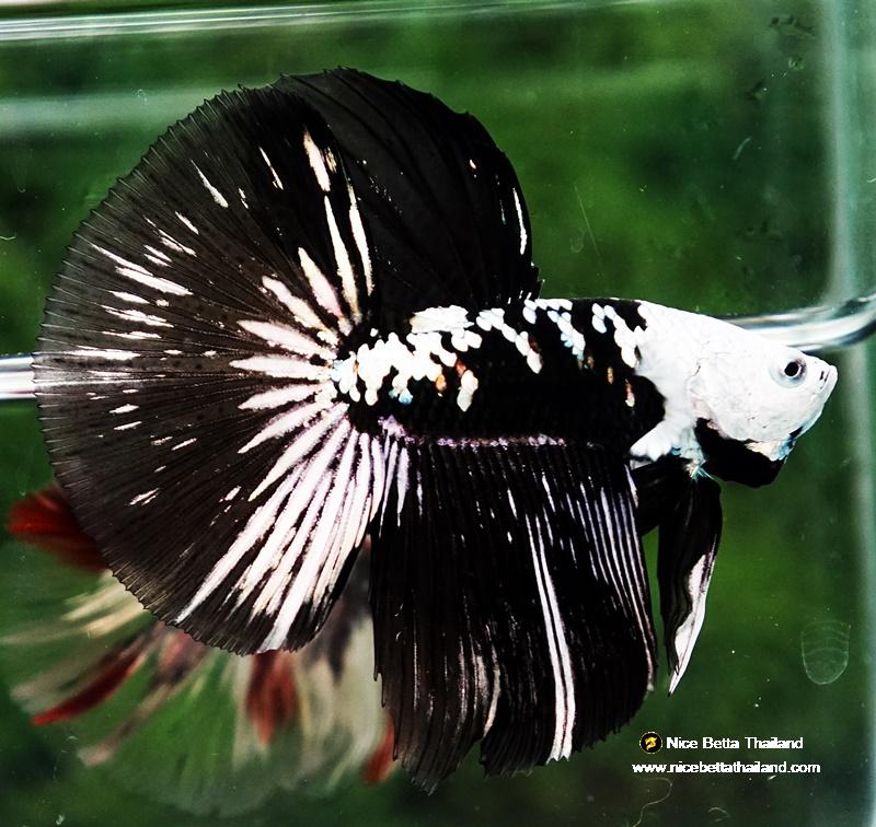 Betta fish HM Shadow Black Samurai Zombie Helmet (Rare) By Nice Betta Thailand