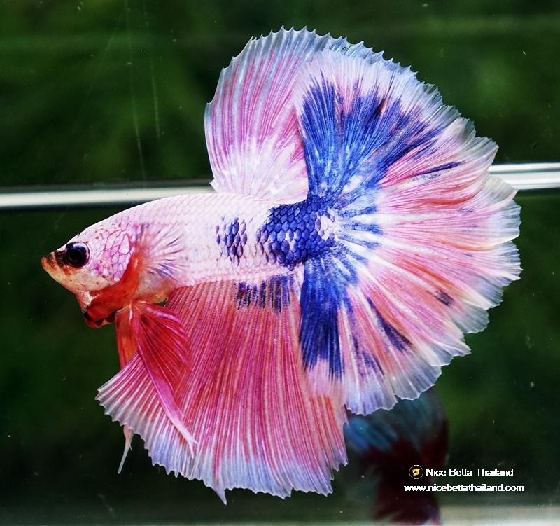 Betta fish OHM Magical Pink Blue Marble Rose tail 