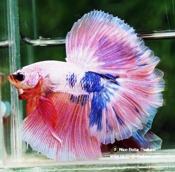 Betta fish OHM Magical Pink Blue Marble Rose tail