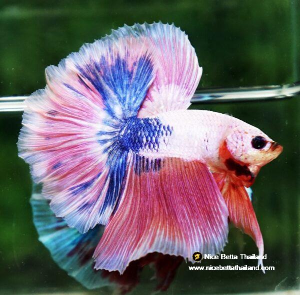 Betta fish OHM Magical Pink Blue Marble Rose tail