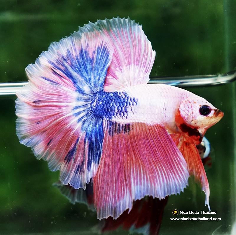 Betta fish OHM Magical Pink Blue Marble Rose tail