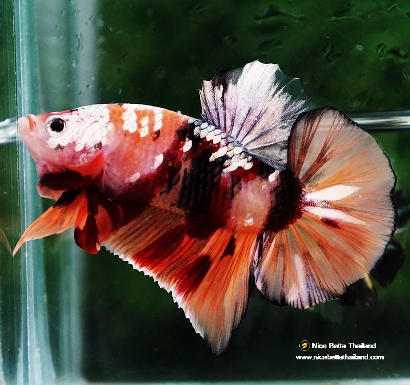 Betta fish HMPK Copper Nemo Tiger By Nice Betta Thailand