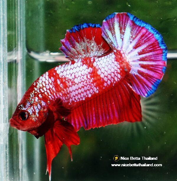 Betta fish HMPK Fancy Red Zebra (Rare) by Nice Betta Thailand