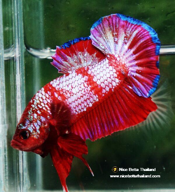 Betta fish HMPK Fancy Red Zebra (Rare) by Nice Betta Thailand