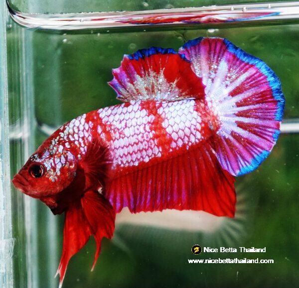 Betta fish HMPK Fancy Red Zebra (Rare) by Nice Betta Thailand