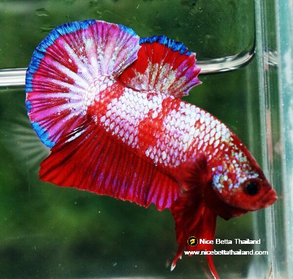 Betta fish HMPK Fancy Red Zebra (Rare) by Nice Betta Thailand