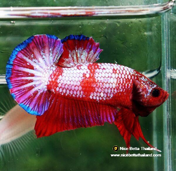 Betta fish HMPK Fancy Red Zebra (Rare) by Nice Betta Thailand