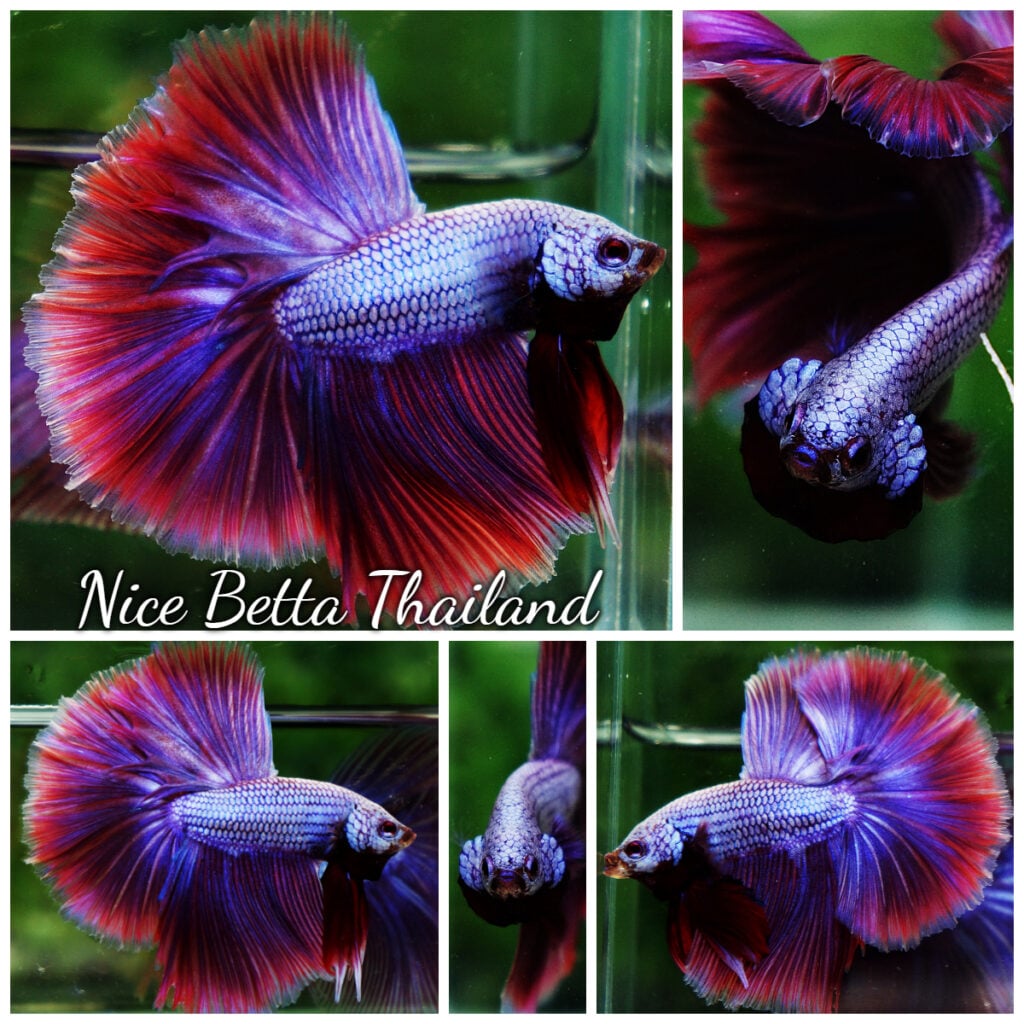 Betta fish OHM Royal Pony Lavender - nicebettathailand.com