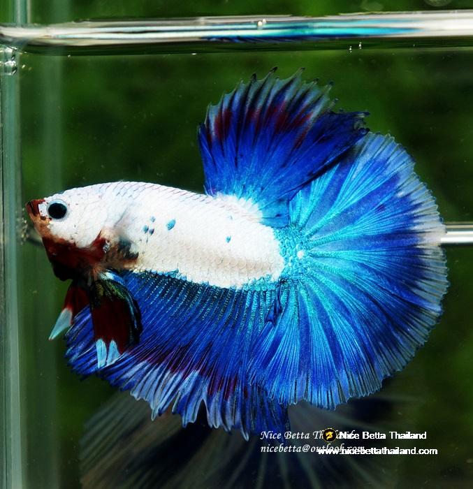 HM Blue Dragon scales (First Blue one in the world) by Nice Betta Thailand