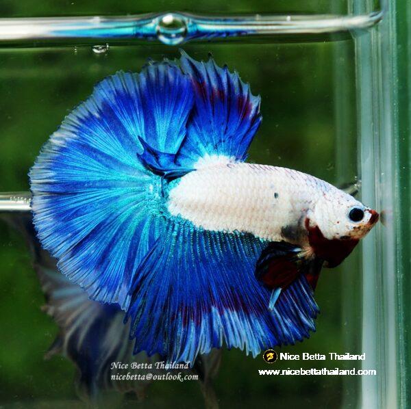 HM Blue Dragon scales (First Blue one in the world) by Nice Betta Thailand