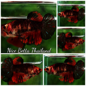 Betta fish Female HM Red Evil Warior By Nice Betta Thailand